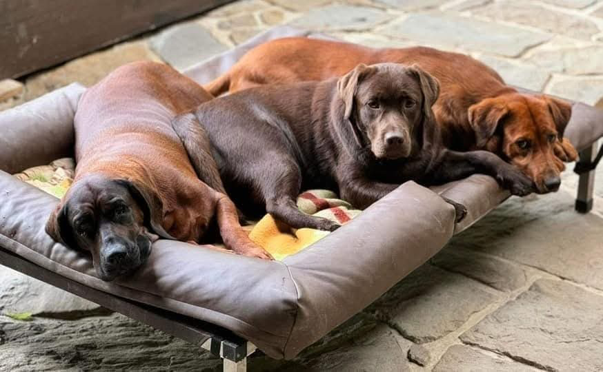 labradoidi